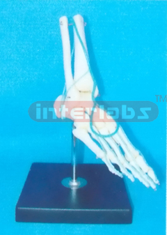 BIG ADULT HUMAN FOOT BONE WITH A PORTION OF THE TIBIA, FIBULA, VEIN FOR SUPERFICIAL OF SOLE